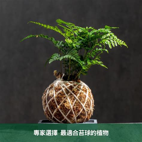 苔蘚澆水|室內植物苔球養護指南大揭秘